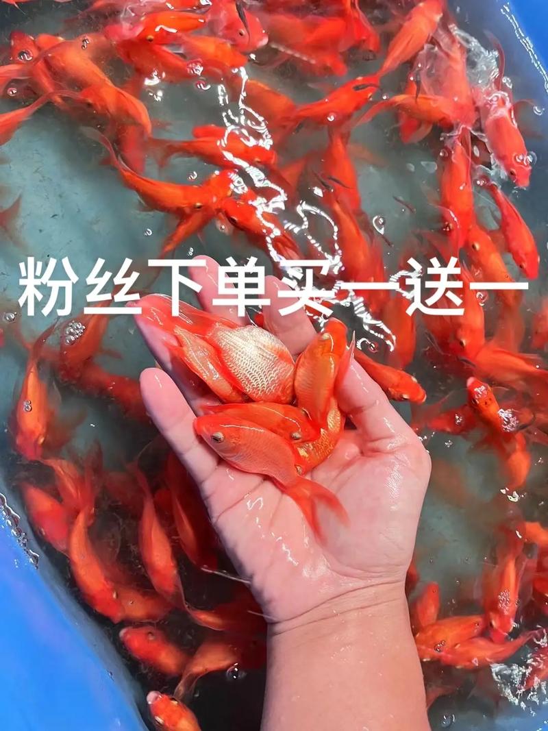 买ks点赞-ks粉丝1.8元一单